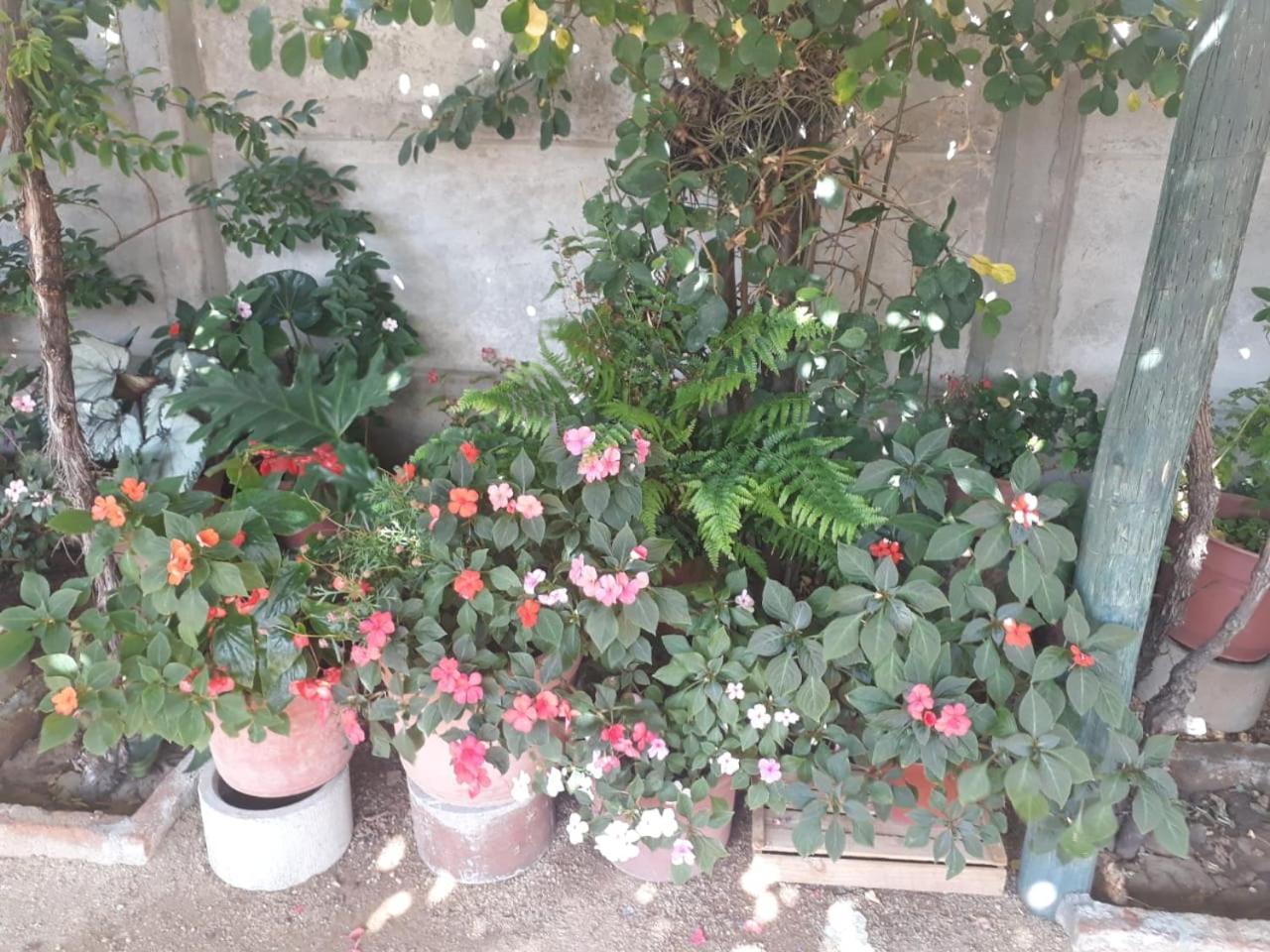 La Casa De Las Flores Lolol Exterior foto